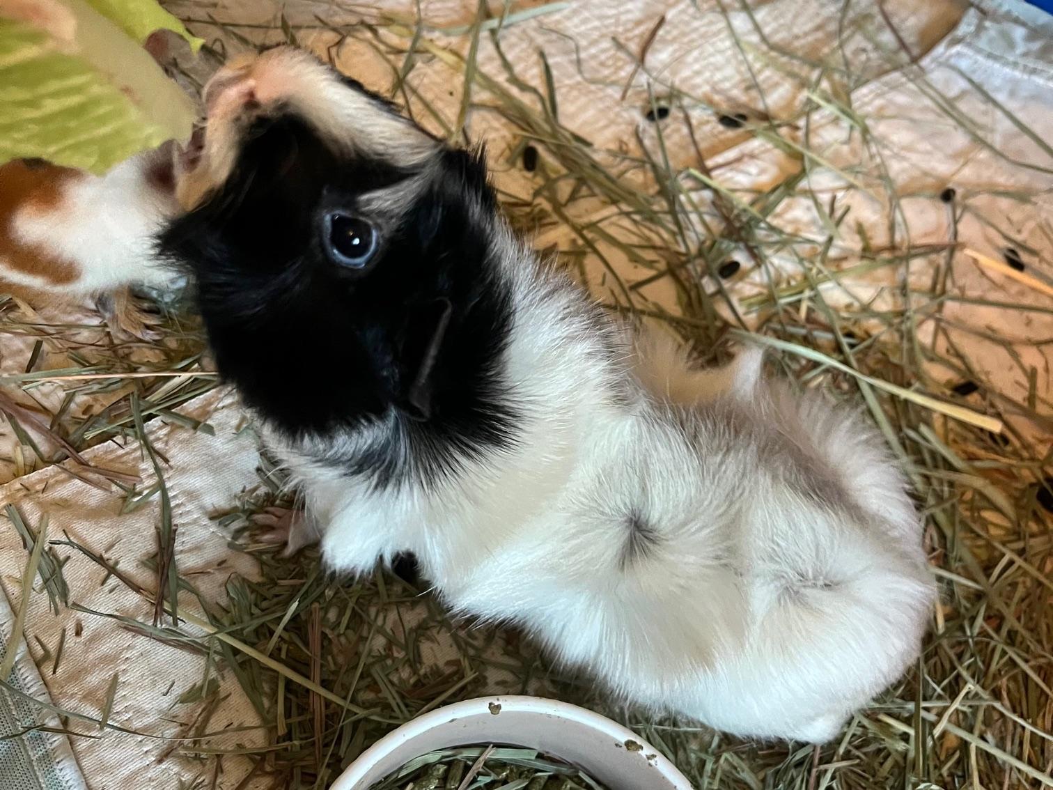 Enlarge Melody Joy and Bugsy, a ADOPTABLE mixed breed in Wellington, CO image 2/3