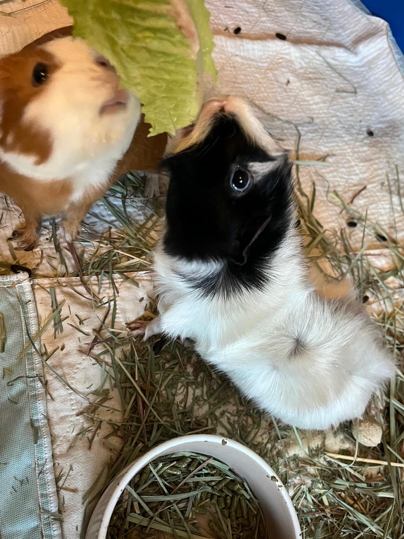 Enlarge Melody Joy and Bugsy, a ADOPTABLE mixed breed in Wellington, CO image 1/3