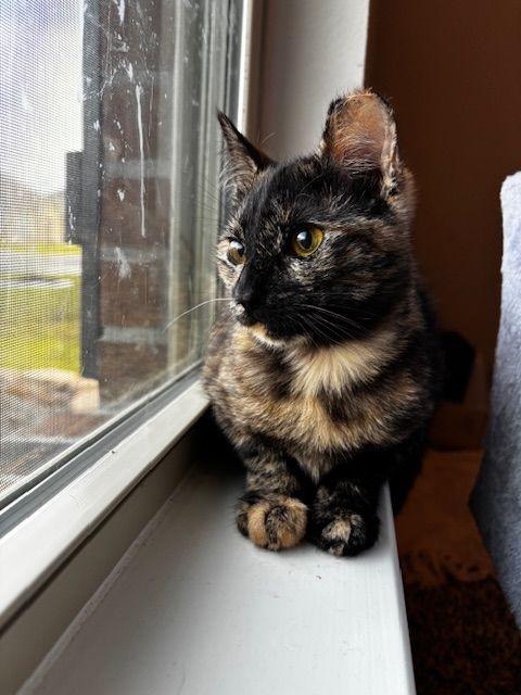 Enlarge Pookie, an adopted Tortoiseshell in Lafayette, LA image 4/5