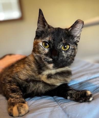 Enlarge Pookie, an adopted Tortoiseshell in Lafayette, LA image 1/5