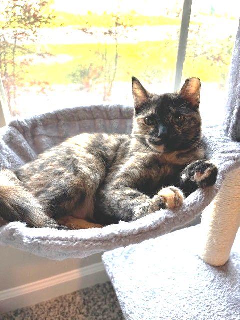 Enlarge Pookie, an adopted Tortoiseshell in Lafayette, LA image 3/5