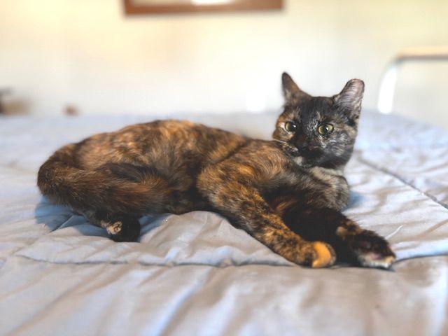 Enlarge Pookie, an adopted Tortoiseshell in Lafayette, LA image 2/5