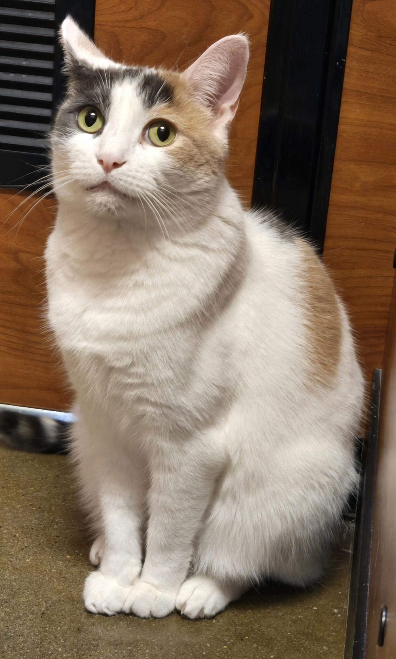 Enlarge Lulu, a Adoptable Domestic Short Hair in Trenton, NJ image 1/3