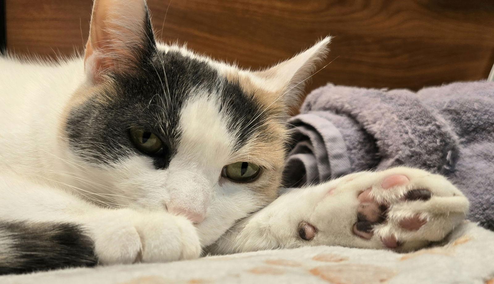 Enlarge Lulu, a Adoptable Domestic Short Hair in Trenton, NJ image 2/3