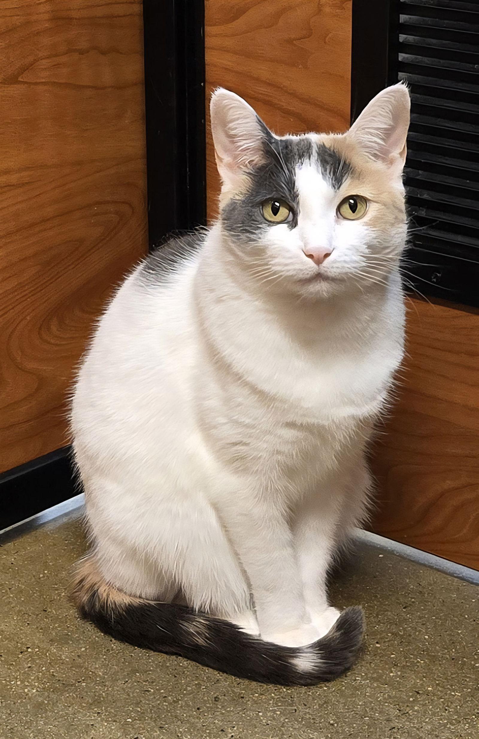 Enlarge Lulu, a Adoptable Domestic Short Hair in Trenton, NJ image 3/3