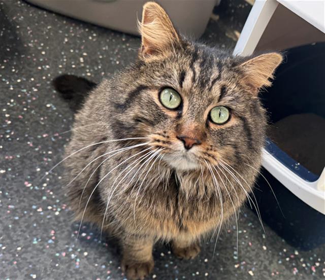 MARTIN, Adoptable, Adult Male Domestic Long Hair.