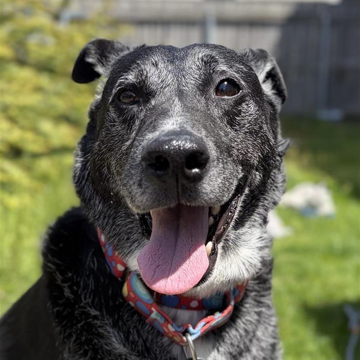 Enlarge Rocky, a Adoptable mixed breed in Middletown, RI image 1/3