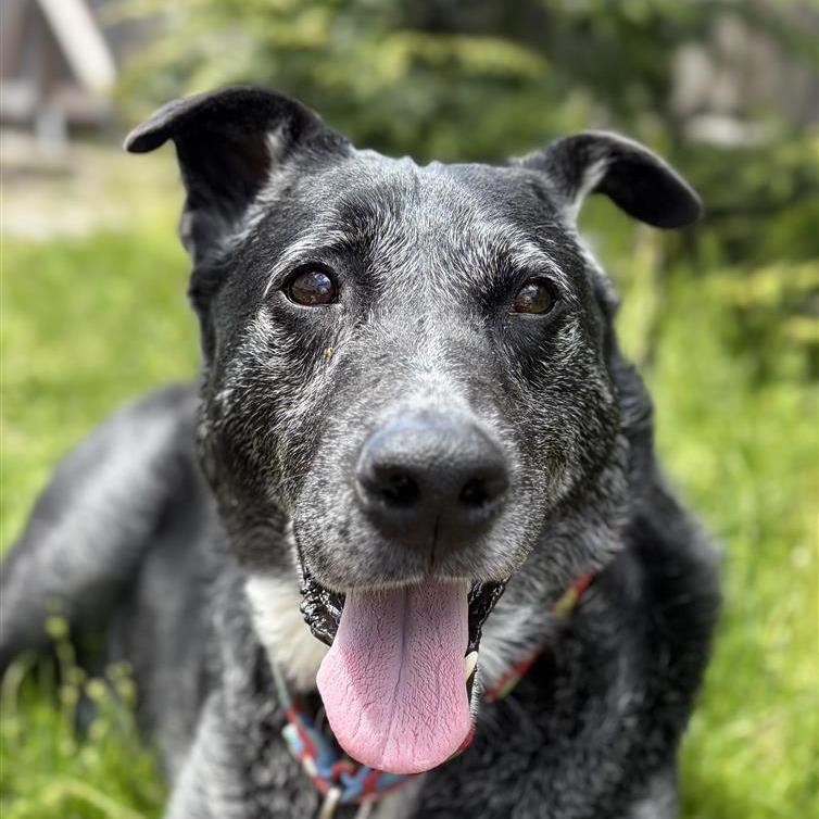 Enlarge Rocky, a Adoptable mixed breed in Middletown, RI image 2/3