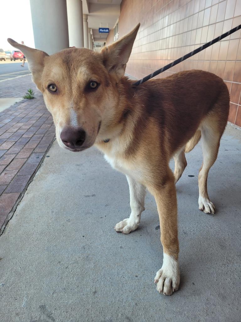 Buster, Adoptable, Puppy Male German Shepherd Dog & Border Collie.