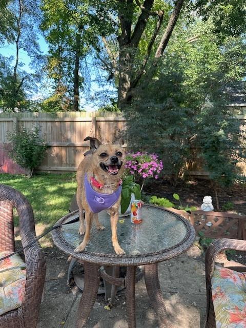 Sage, Adoptable, Adult Female Chihuahua.