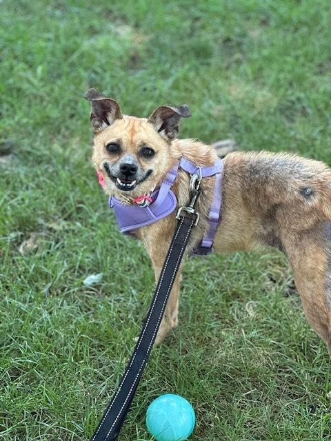 Enlarge Sage, a Adoptable mixed breed in Columbus, OH image 2/6