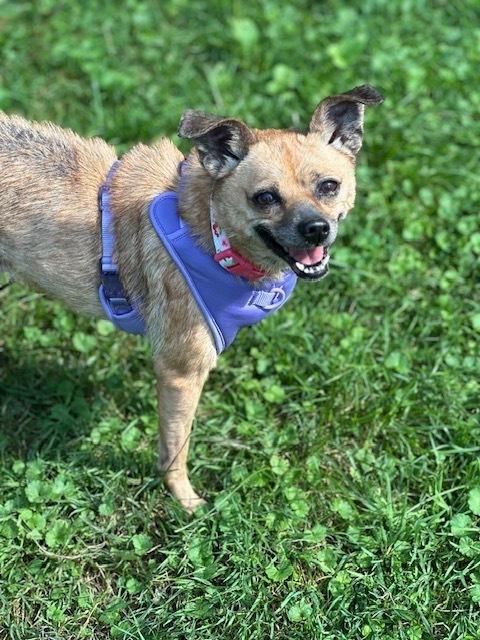 Enlarge Sage, a Adoptable mixed breed in Columbus, OH image 3/6