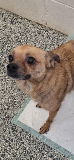 Enlarge Sage, a Adoptable mixed breed in Columbus, OH image 4/6