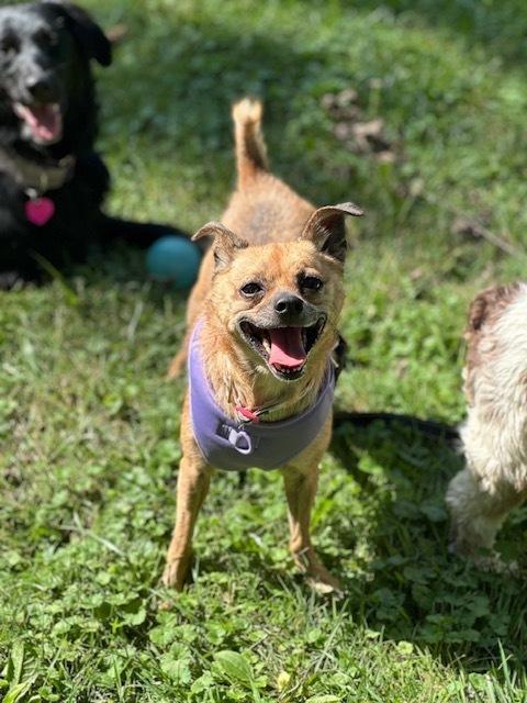 Enlarge Sage, a Adoptable mixed breed in Columbus, OH image 5/6