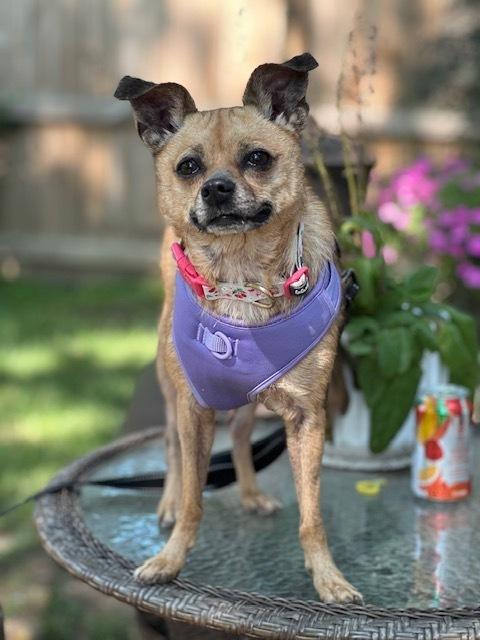 Enlarge Sage, a Adoptable mixed breed in Columbus, OH image 6/6