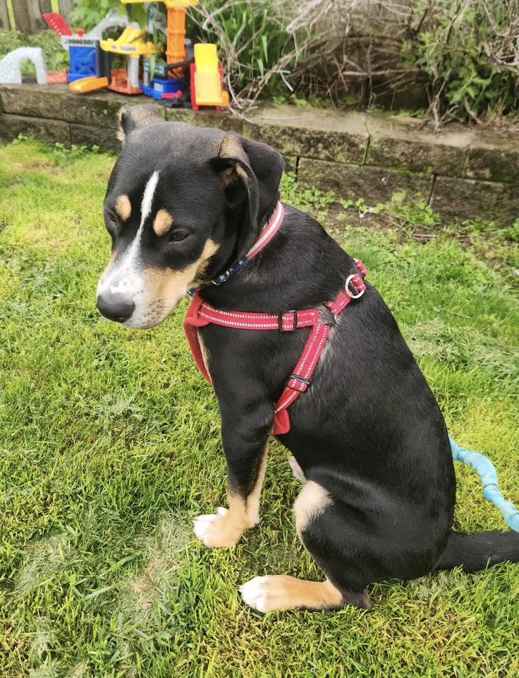 River, Young Male Australian Cattle Dog / Blue Heeler