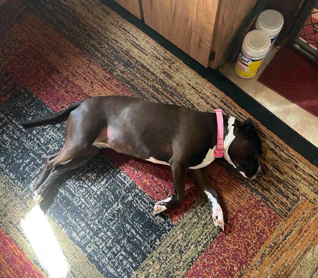 Luna, Adoptable, Adult Female Pit Bull Terrier.