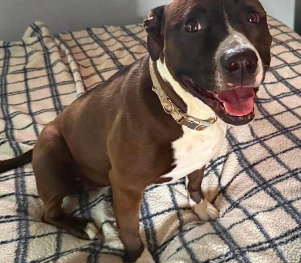 Enlarge Luna, a Adoptable Pit Bull Terrier in Bloomfield Hills, MI image 2/3