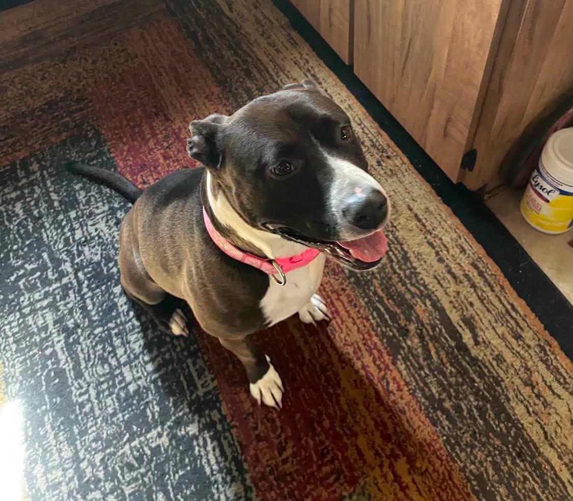 Enlarge Luna, a Adoptable Pit Bull Terrier in Bloomfield Hills, MI image 3/3