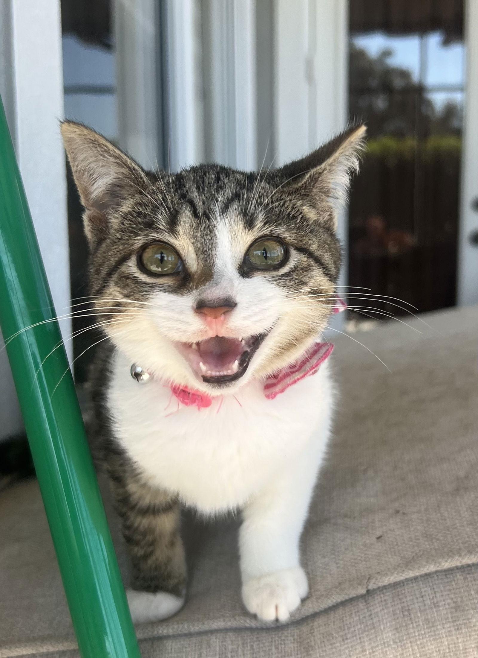 Penny, Adopted, Kitten Female Domestic Short Hair.