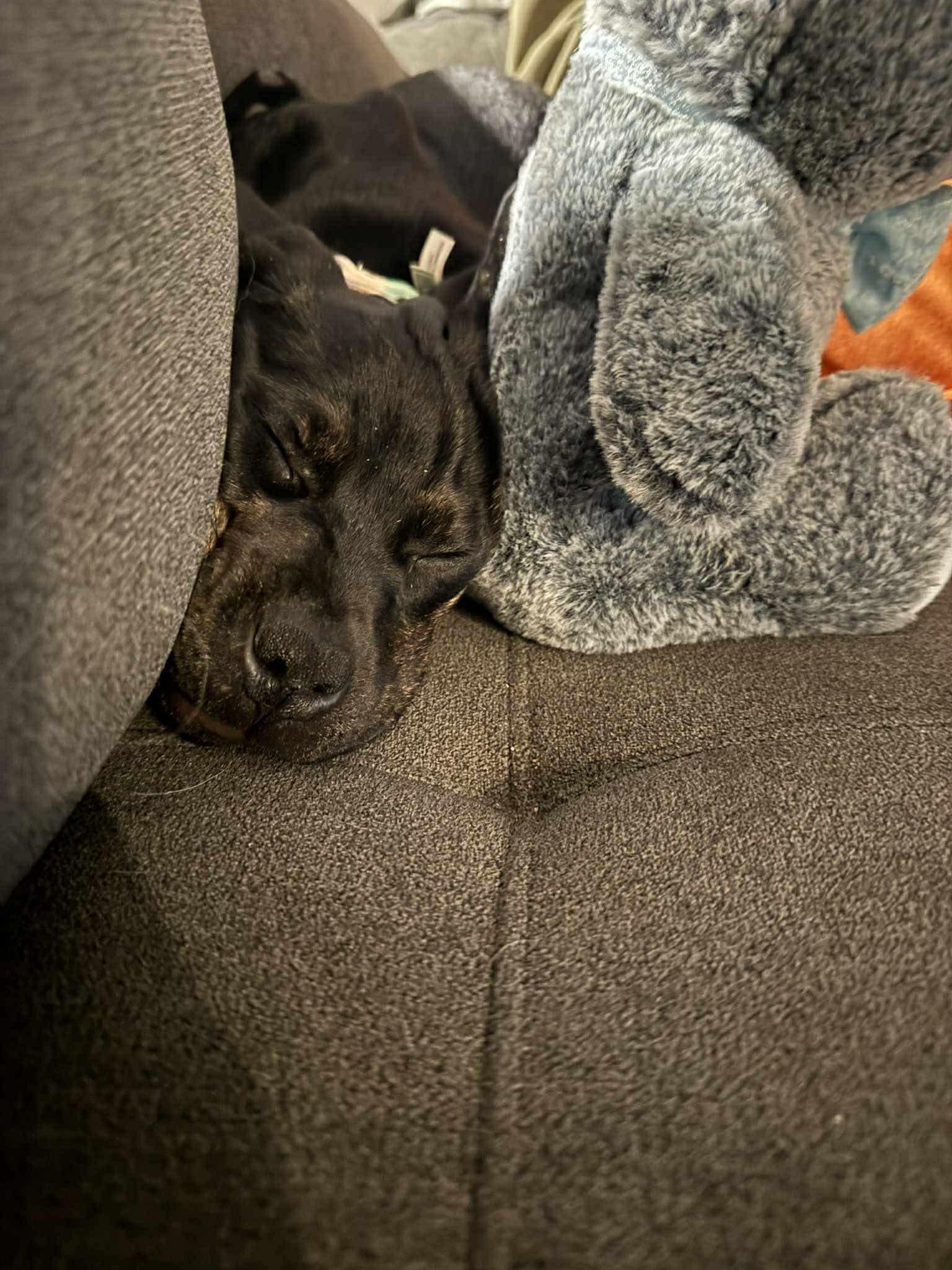 Enlarge Matilda, a Adoptable Boxer in Duluth, MN image 2/3