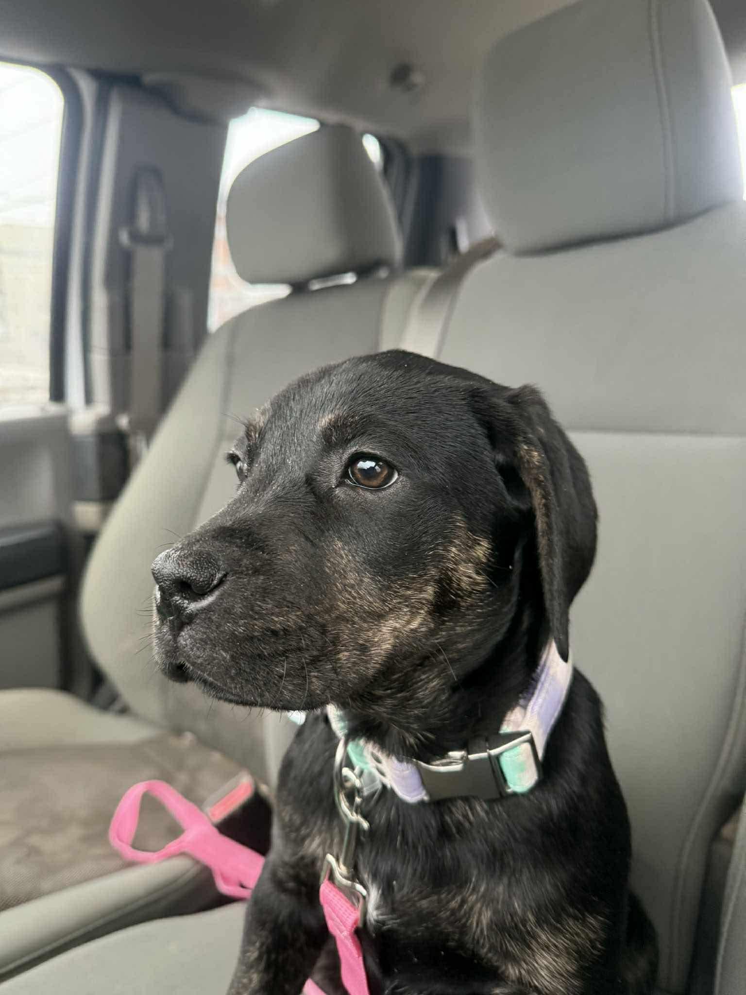 Enlarge Matilda, a Adoptable Boxer in Duluth, MN image 3/3