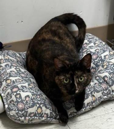 Lilo, Adoptable, Adult Female Tortoiseshell.