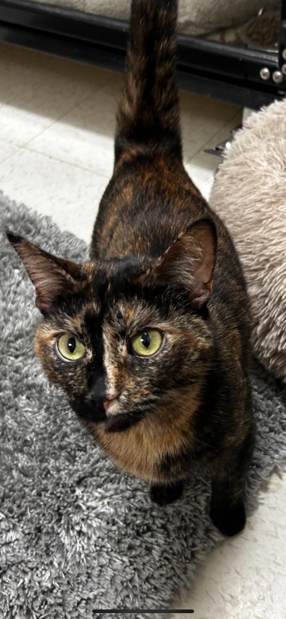 Lilo, a Adoptable Tortoiseshell image 2/2