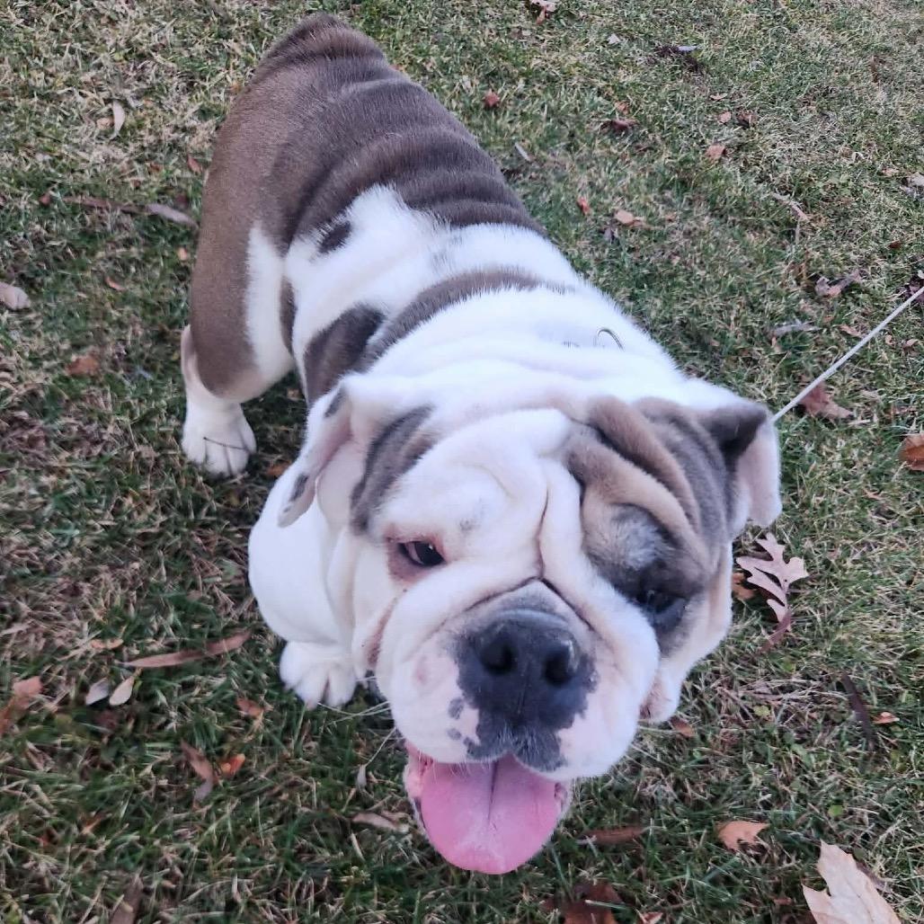 Enlarge Emma, a Adoptable English Bulldog in St. Charles, IL image 1/6