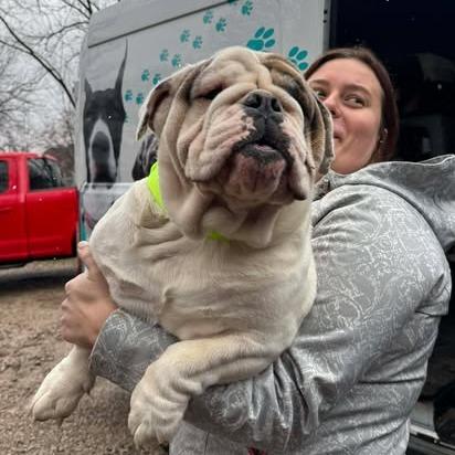 Enlarge Emma, a Adoptable English Bulldog in St. Charles, IL image 2/6