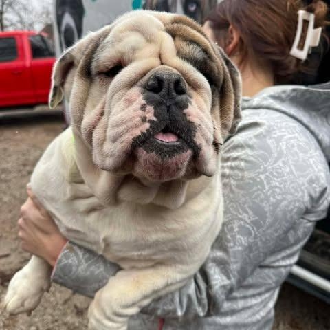 Enlarge Emma, a Adoptable English Bulldog in St. Charles, IL image 4/6