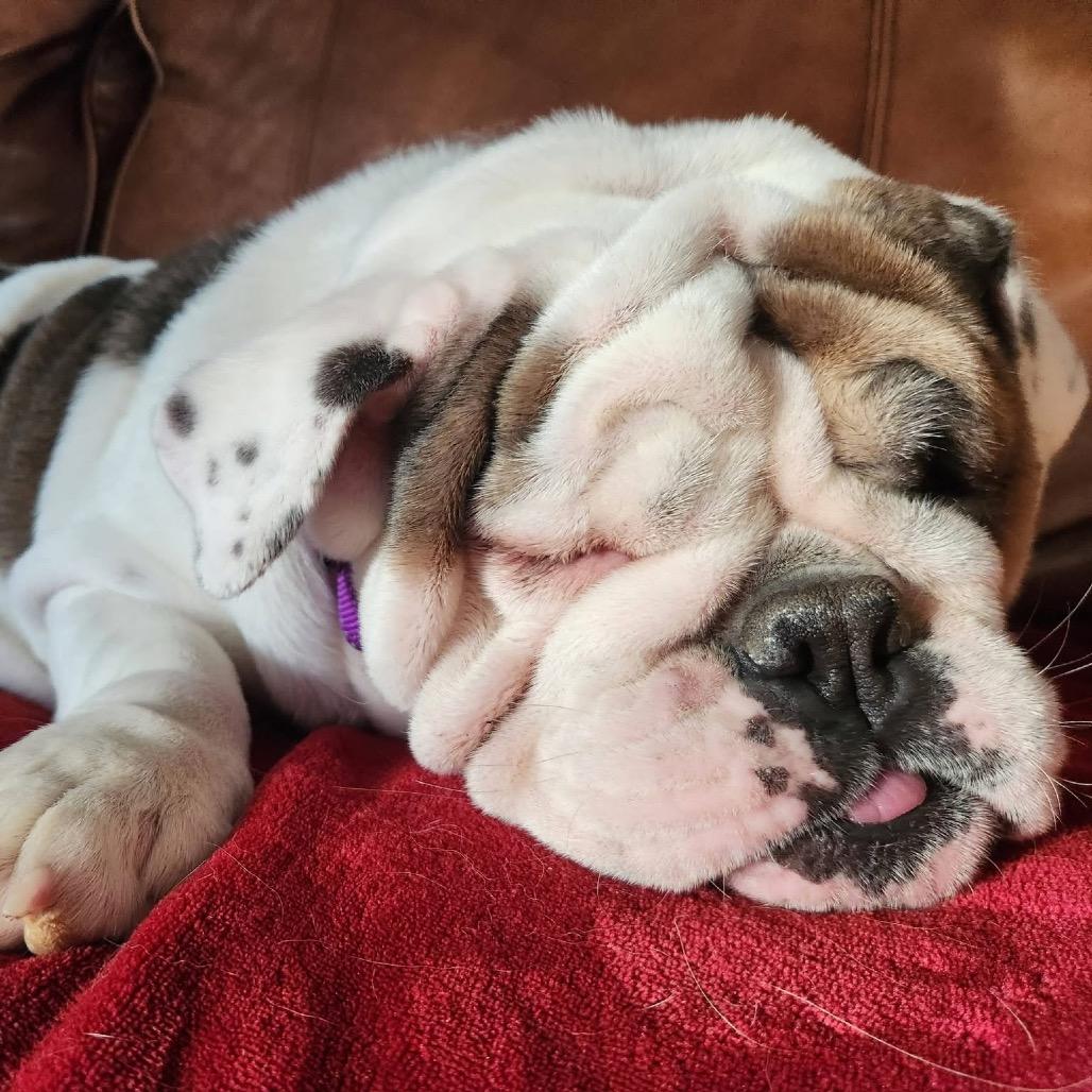 Enlarge Emma, a Adoptable English Bulldog in St. Charles, IL image 5/6