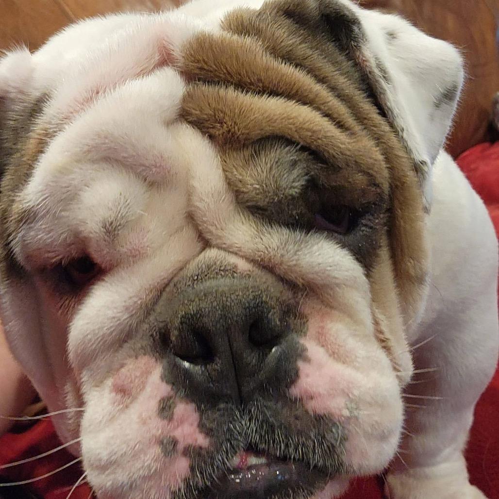 Enlarge Emma, a Adoptable English Bulldog in St. Charles, IL image 6/6