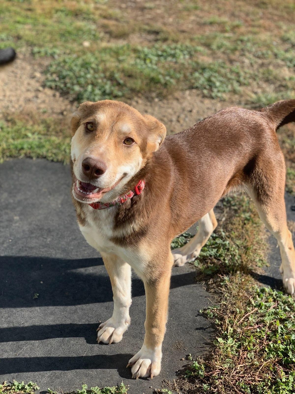 Rory, Adoptable, Adult Female Mixed Breed.