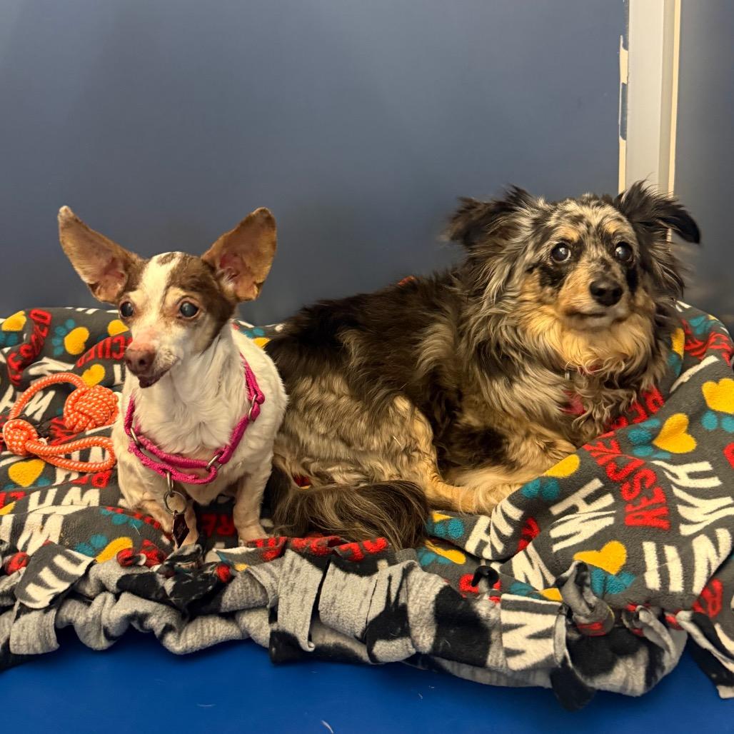 Fiona, Adoptable, Senior Female Chihuahua.