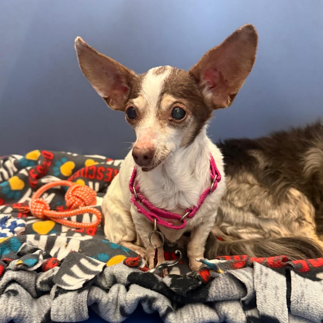 Enlarge Fiona, a Adoptable Chihuahua in Great Falls, MT image 2/3