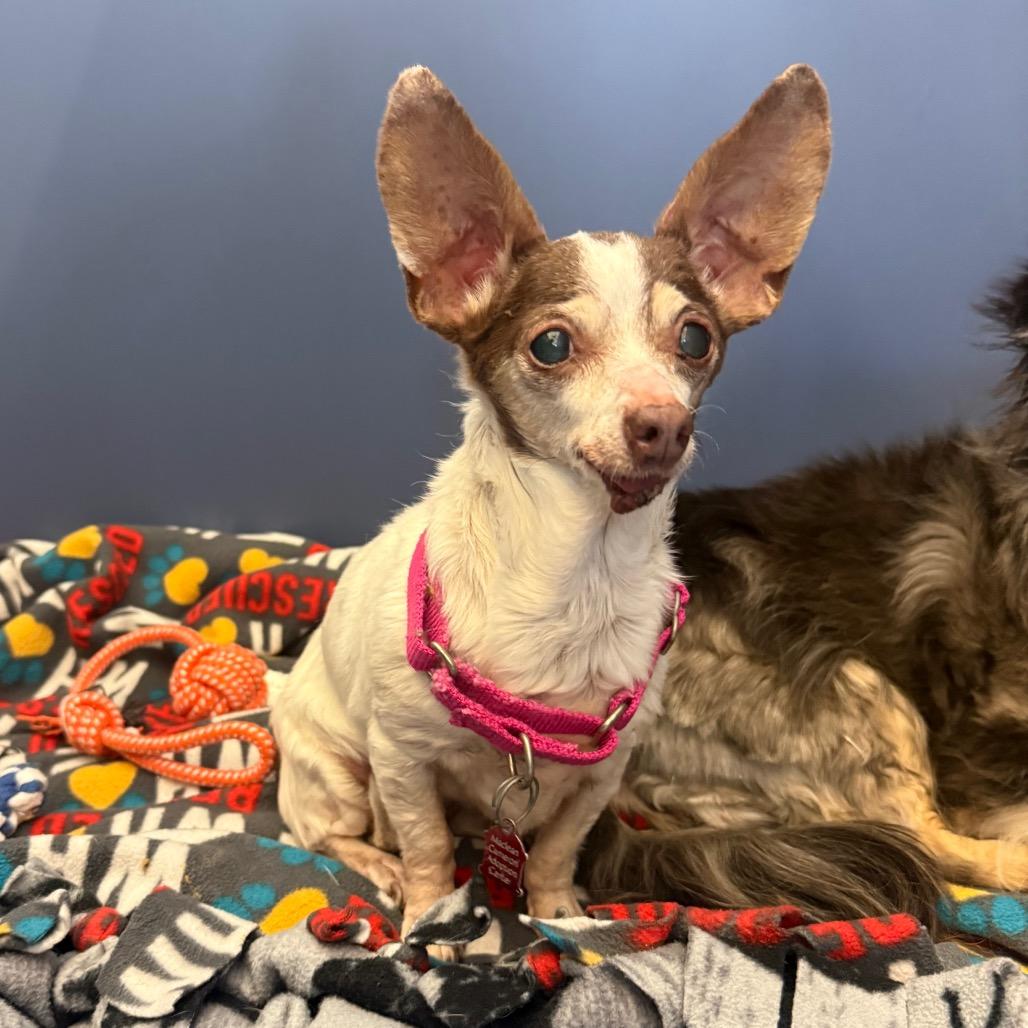 Enlarge Fiona, a Adoptable Chihuahua in Great Falls, MT image 3/3