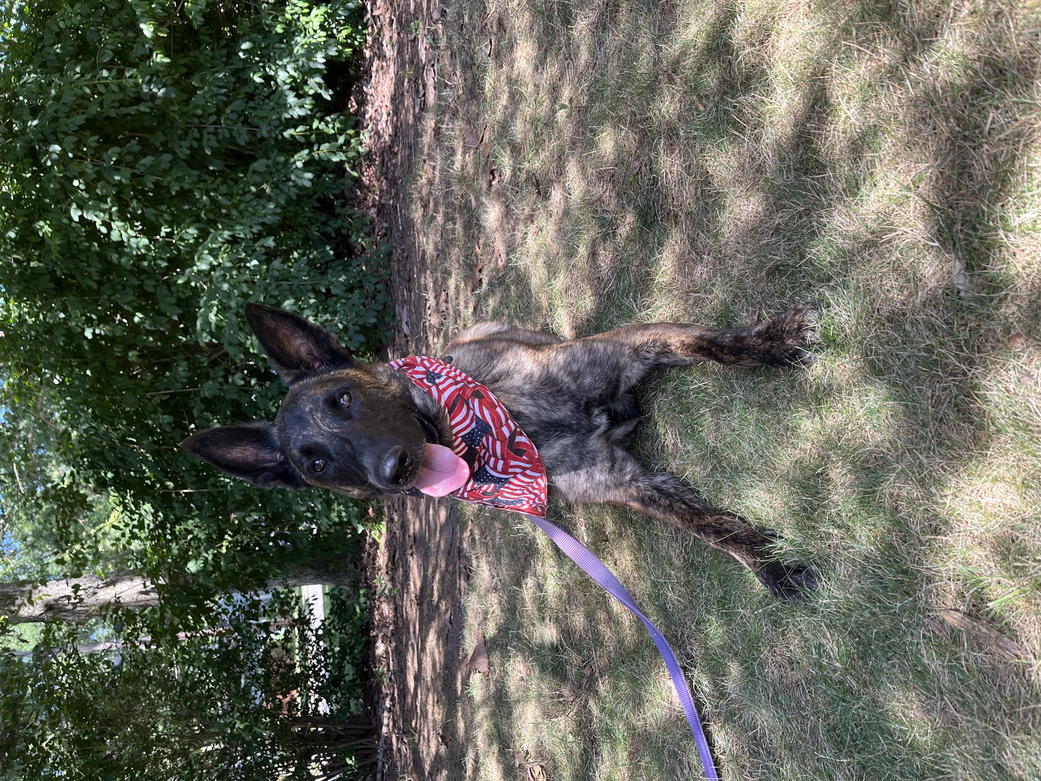 Enlarge Maverick - Long Island, a Adoptable mixed breed in Hampton Bays, NY image 2/6