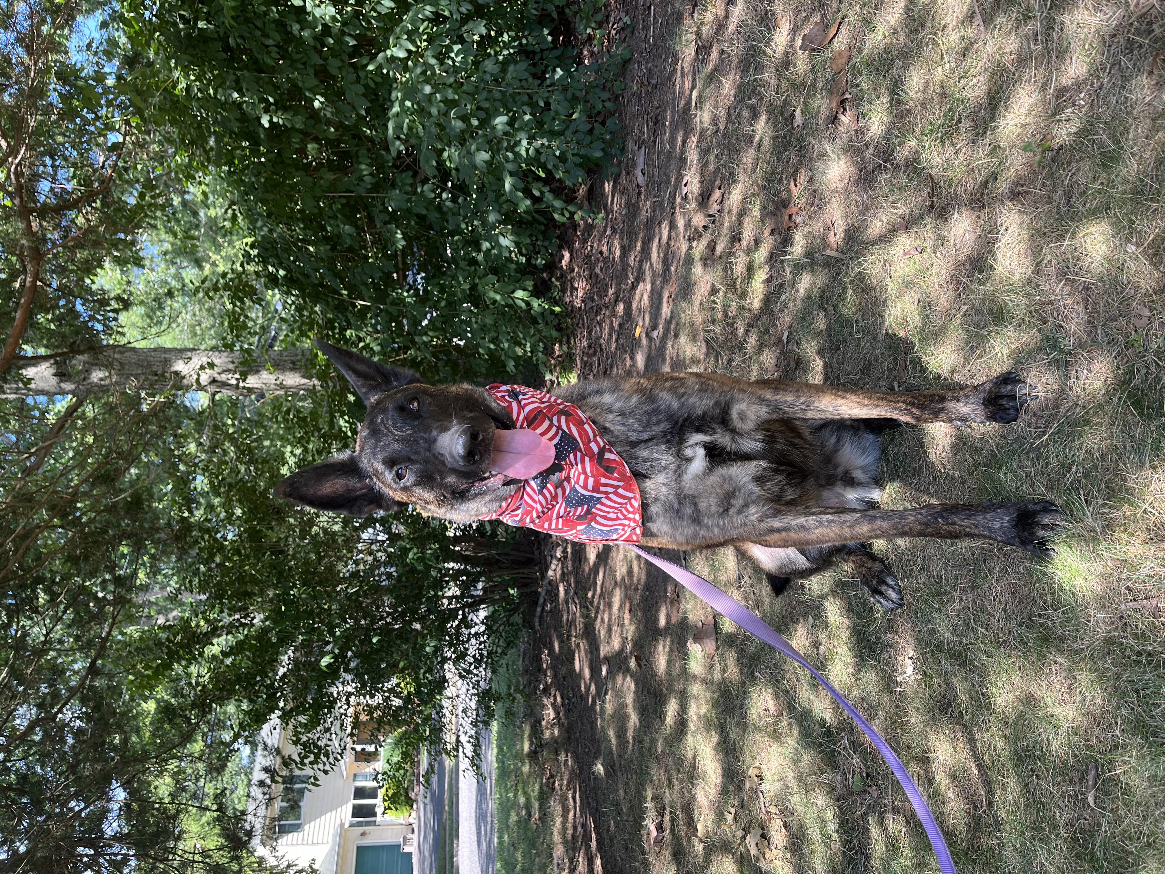 Enlarge Maverick - Long Island, a Adoptable mixed breed in Hampton Bays, NY image 5/6