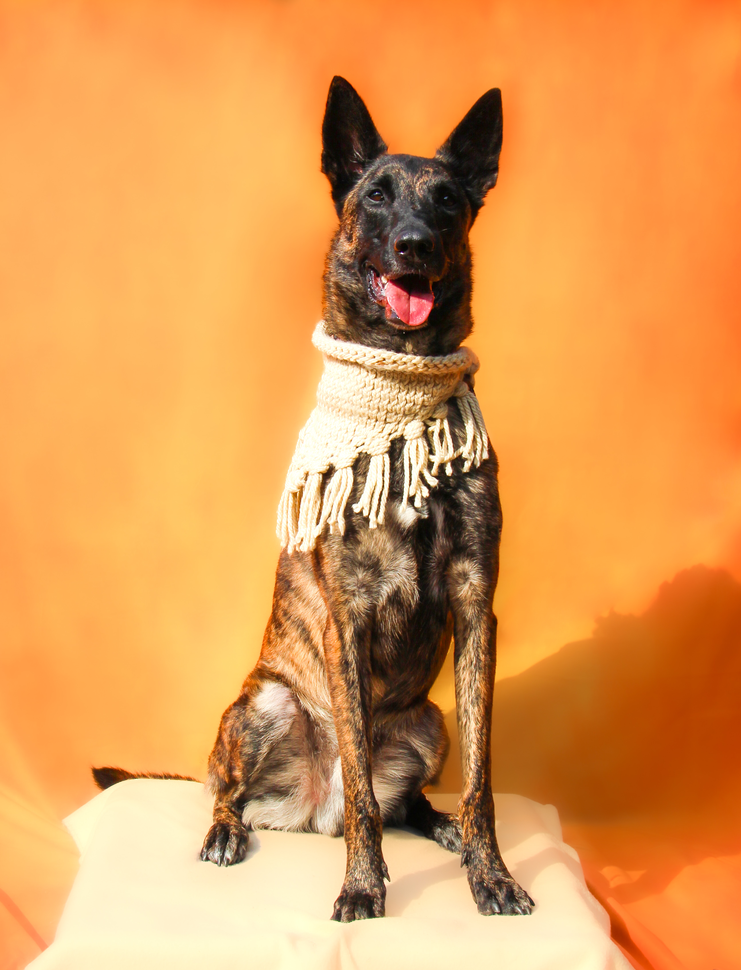 Maverick - Long Island, Adoptable, Young Male Belgian Shepherd / Malinois & Dutch Shepherd.