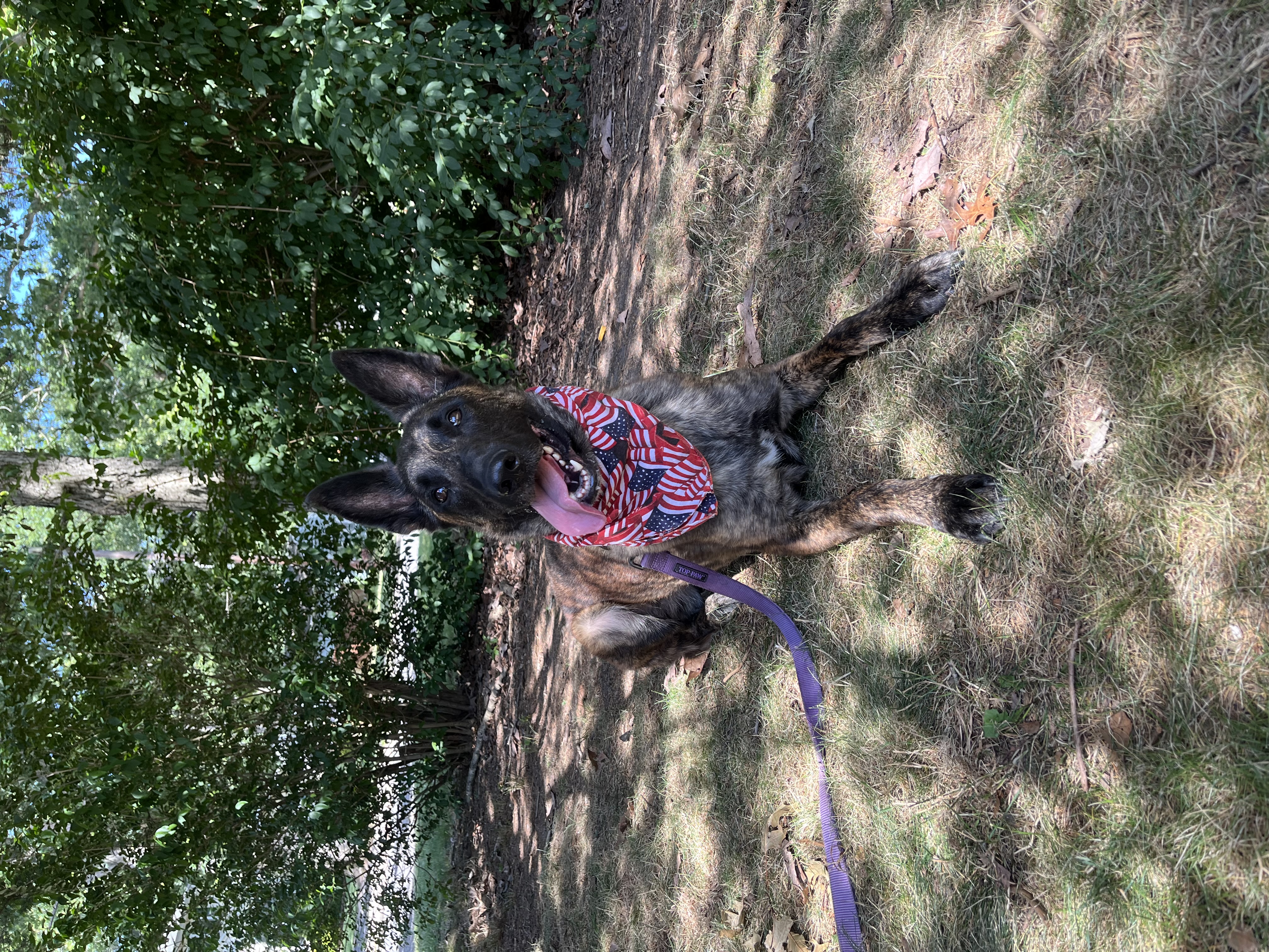 Enlarge Maverick - Long Island, a Adoptable mixed breed in Hampton Bays, NY image 6/6