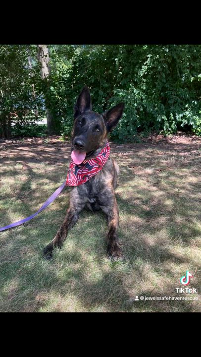 Enlarge Maverick - Long Island, a Adoptable mixed breed in Hampton Bays, NY video 3/6