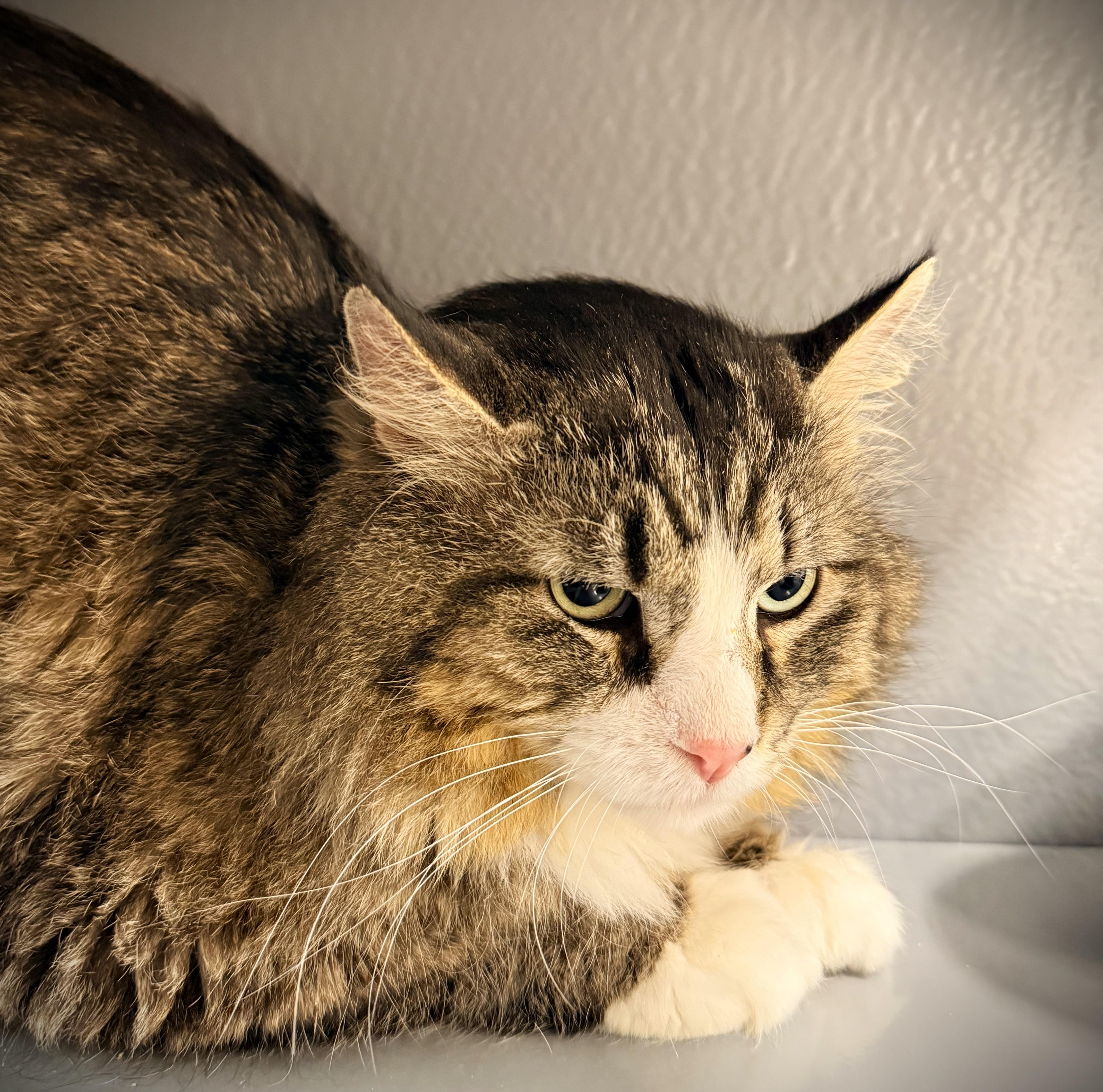 Enlarge CECIL at Petsmart Mankato, a ADOPTABLE Domestic Long Hair in Mankato, MN image 5/5