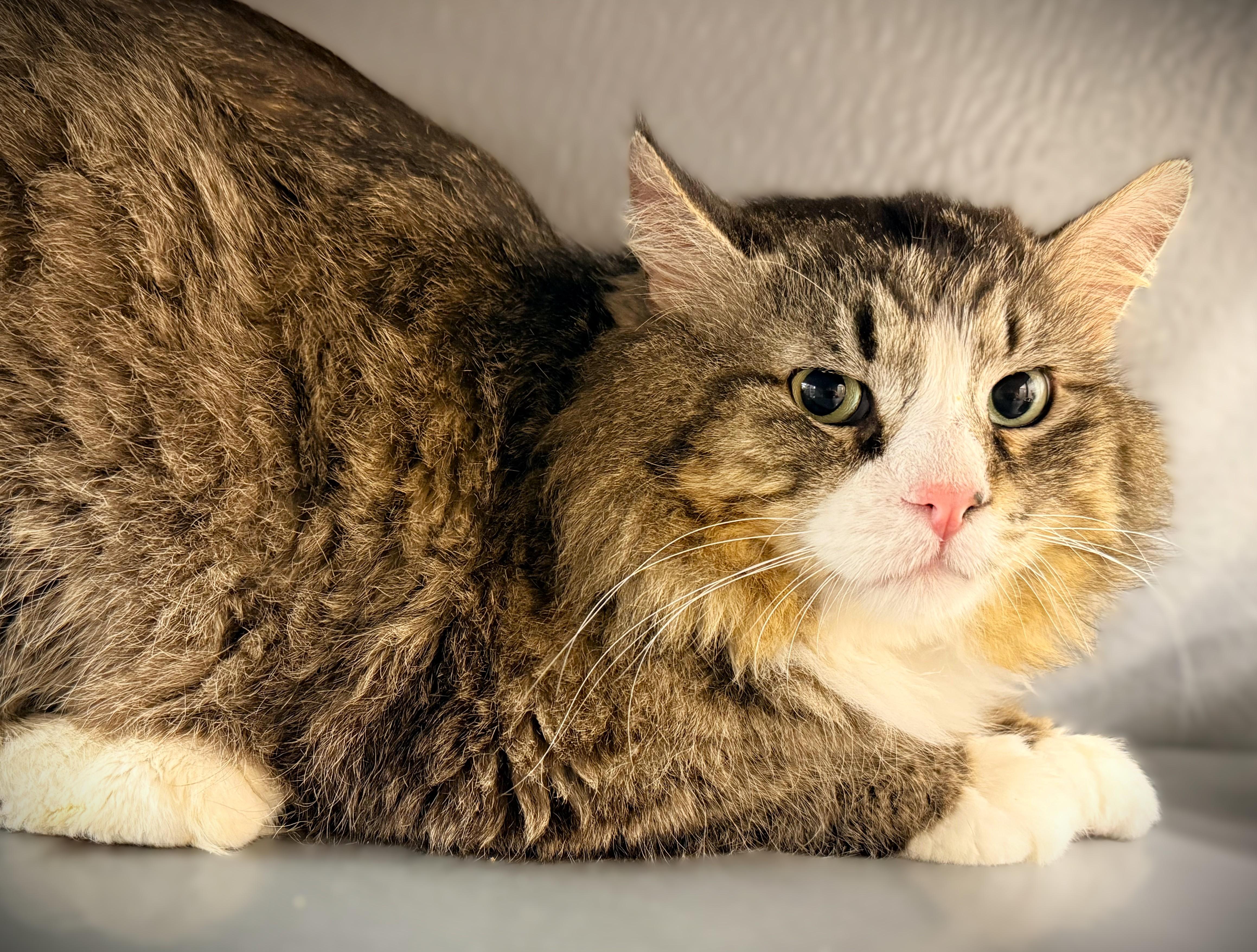 Enlarge CECIL at Petsmart Mankato, a ADOPTABLE Domestic Long Hair in Mankato, MN image 4/5