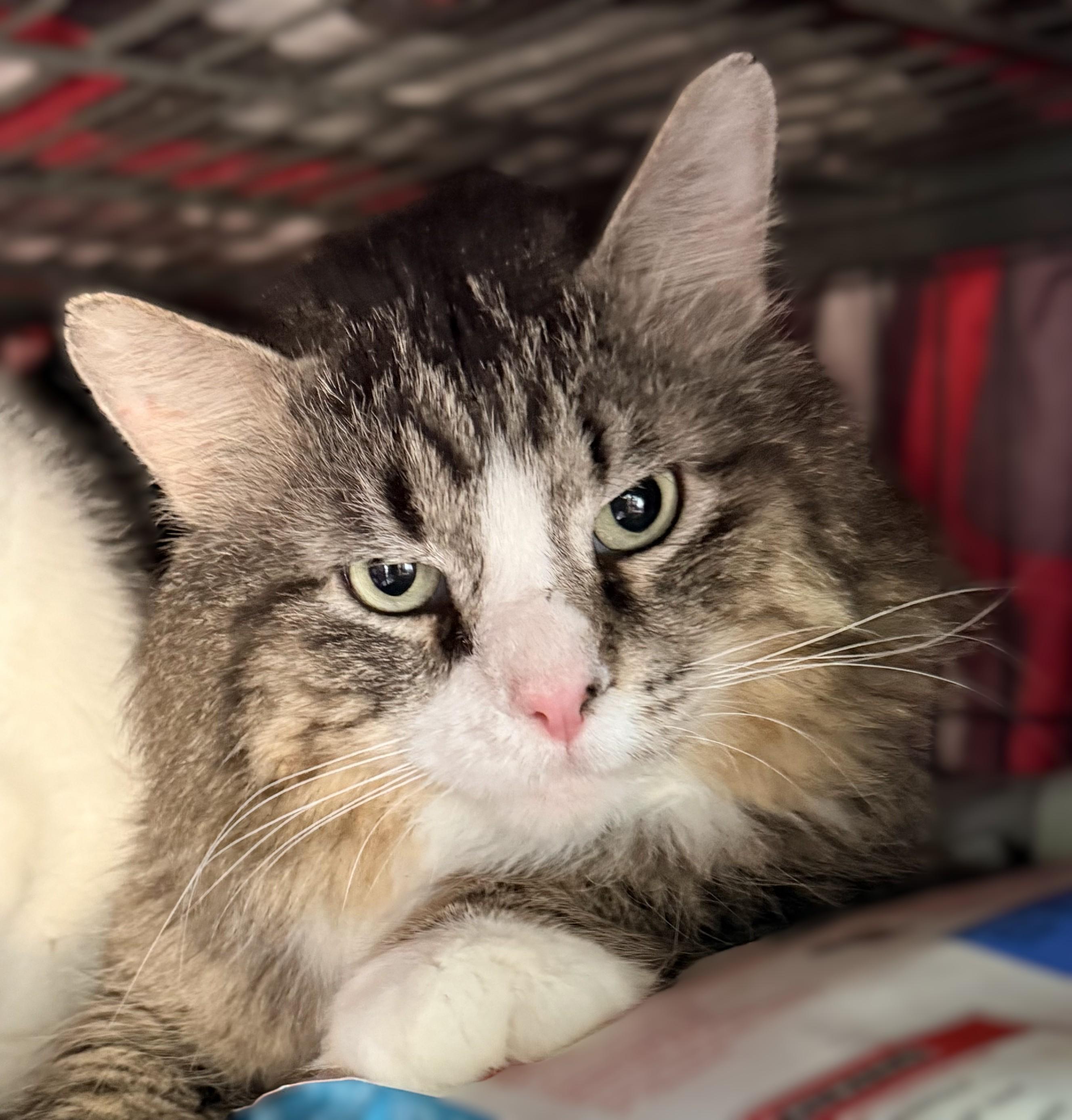 Enlarge CECIL at Petsmart Mankato, a ADOPTABLE Domestic Long Hair in Mankato, MN image 1/5