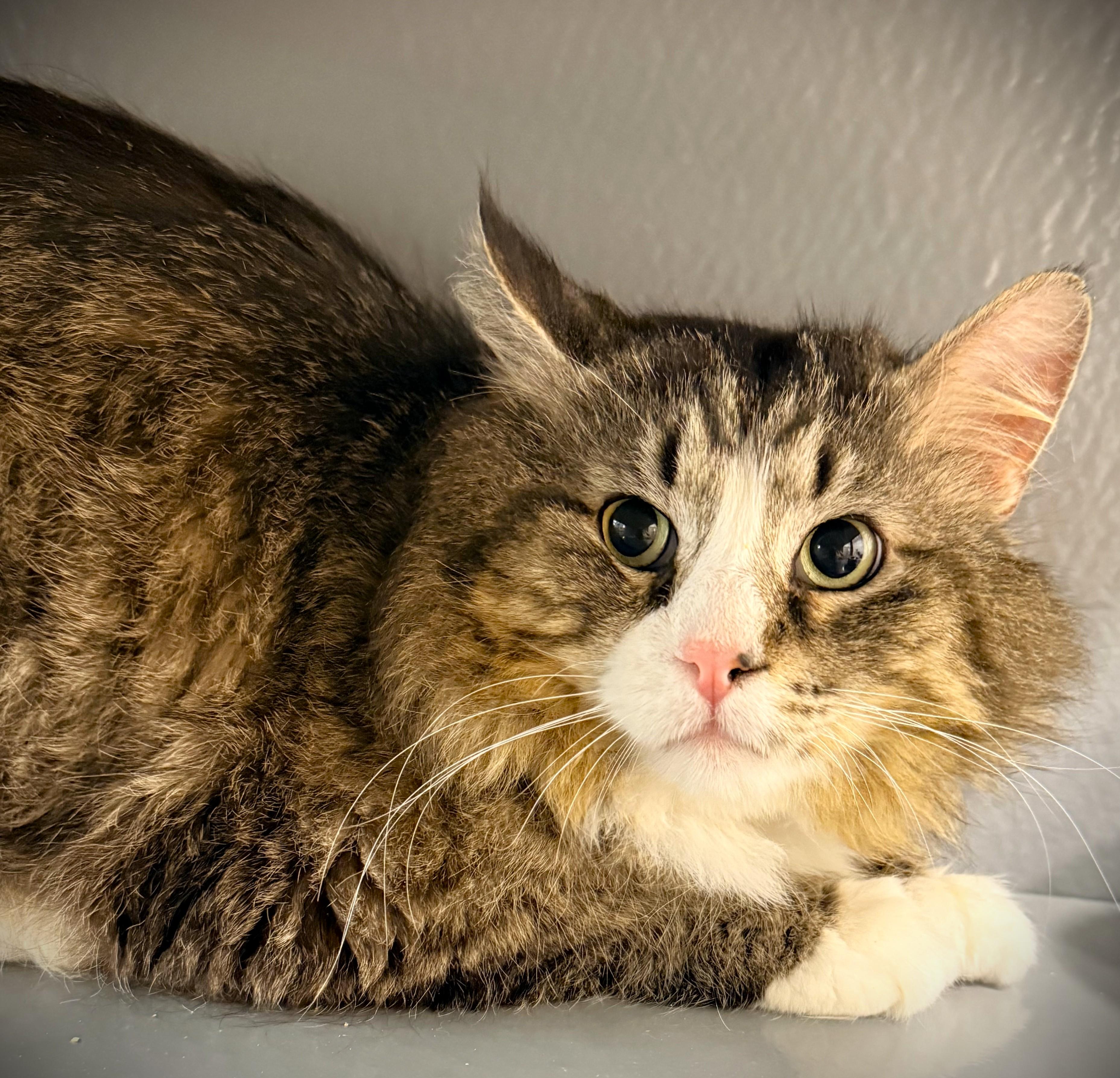 Enlarge CECIL at Petsmart Mankato, a ADOPTABLE Domestic Long Hair in Mankato, MN image 2/5