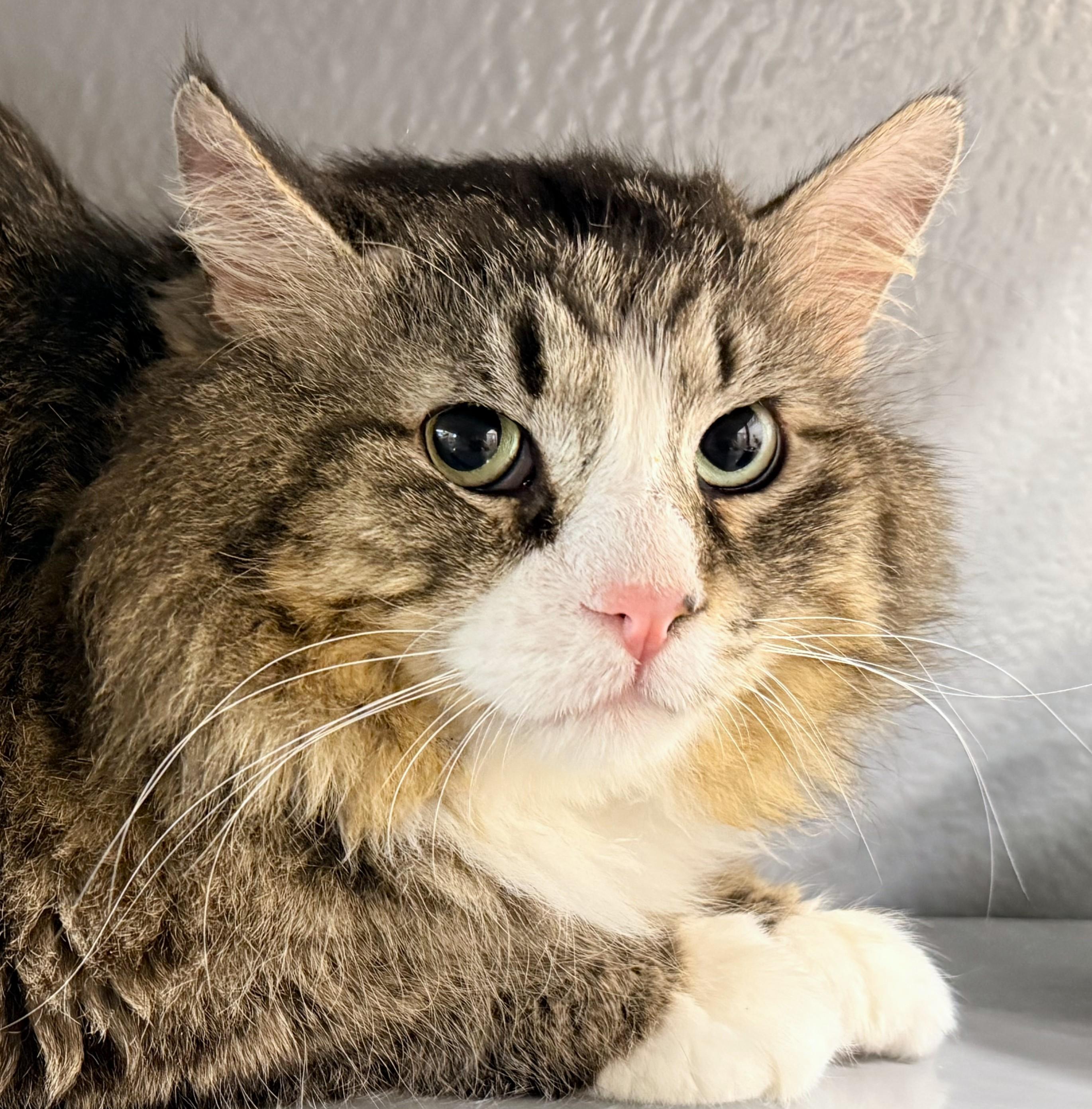 Enlarge CECIL at Petsmart Mankato, a ADOPTABLE Domestic Long Hair in Mankato, MN image 3/5