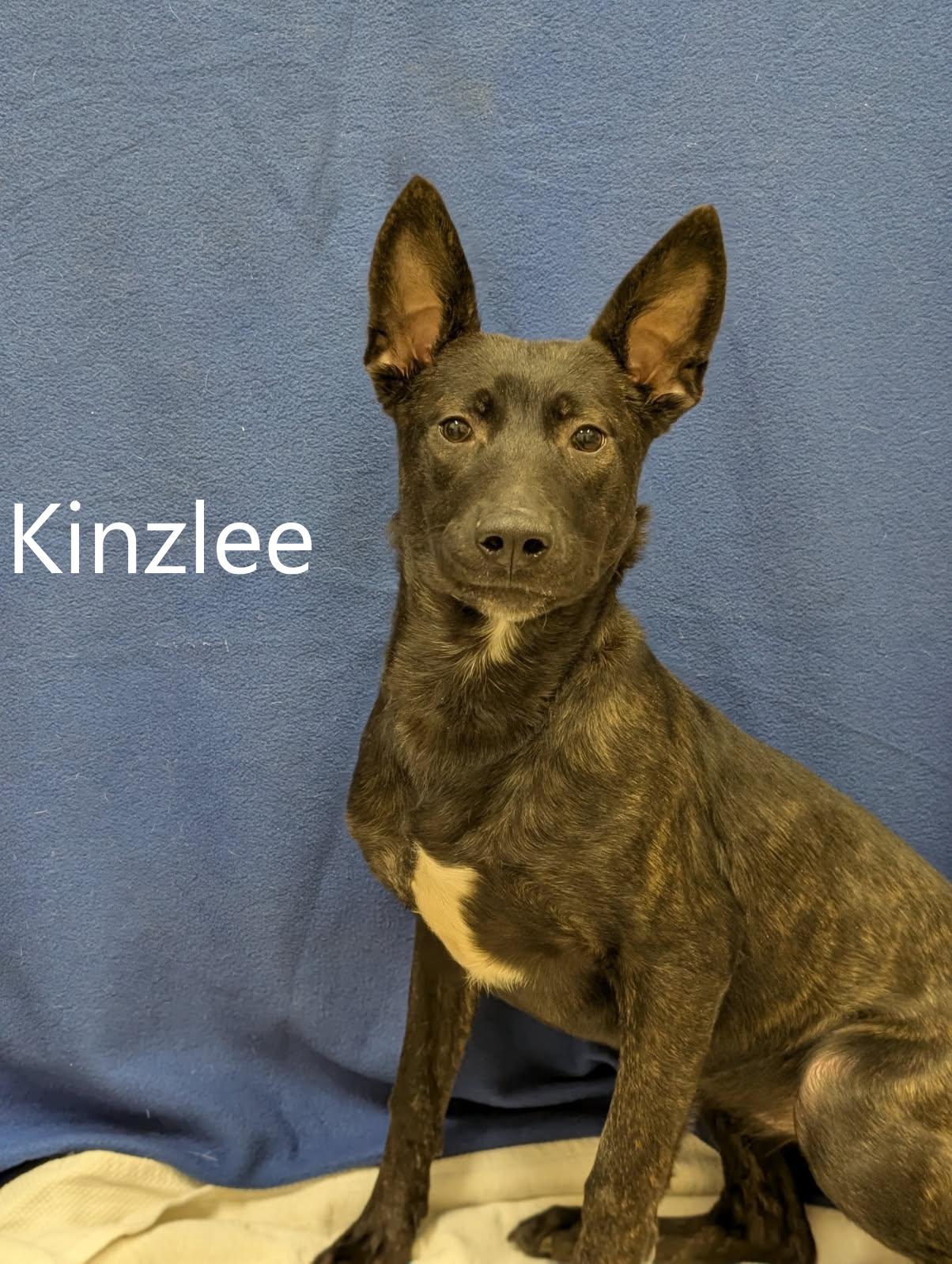 Kinzlee, adopted, Young Female Dutch Shepherd.