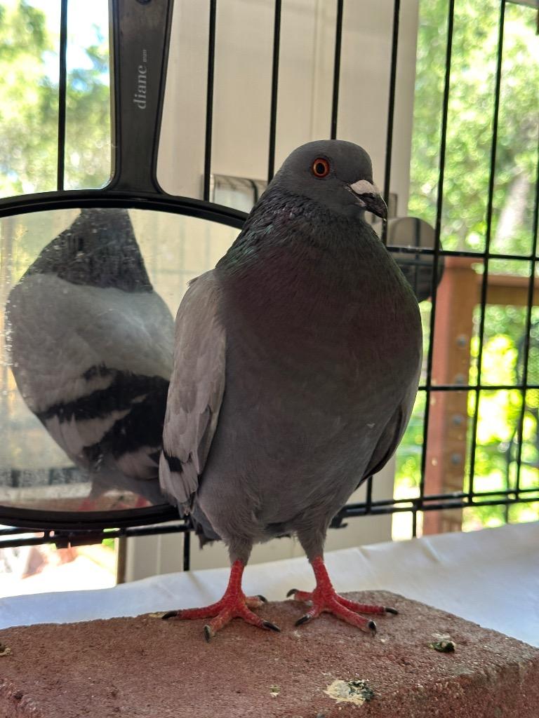 William Shakesbeak, Adoptable, Young Male Pigeon.