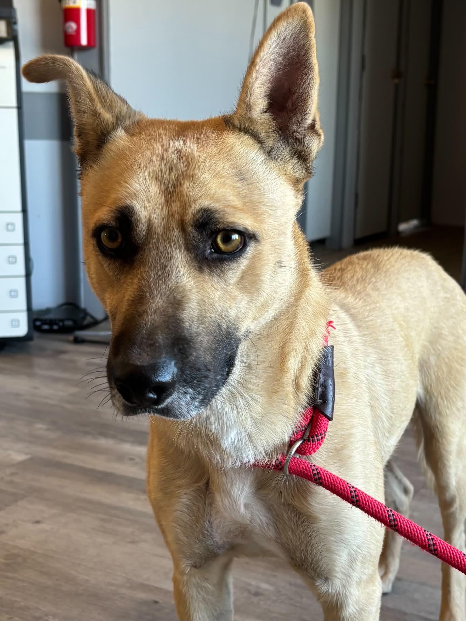 Ansel, Adoptable, Adult Male German Shepherd Dog.